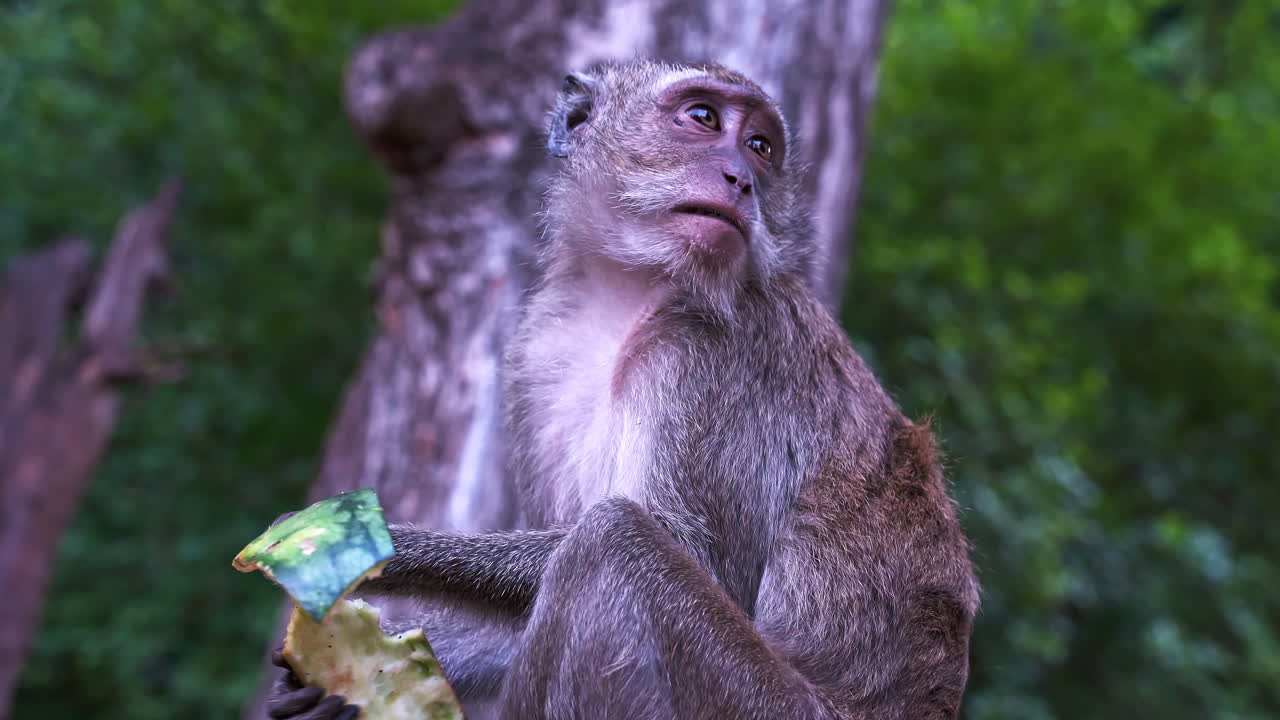 mono macaco comiendo cáscara de sandía en un árbol en la jungla de tailandia
