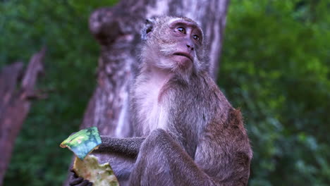 Macaque-monkey-eating-watermelon-rind-on-tree-in-Thailand-jungle