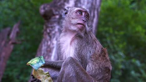 macaque monkey eating watermelon rind on tree in thailand jungle