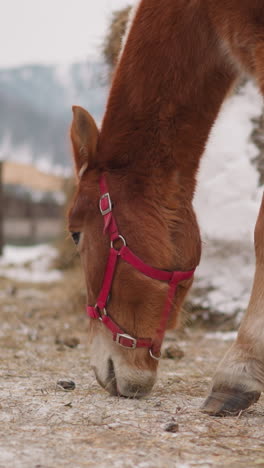 brown horse with pink snaffle on head eats hay near stable in gorny altai. domestic animal grazes at farm in highland on cold winter day closeup