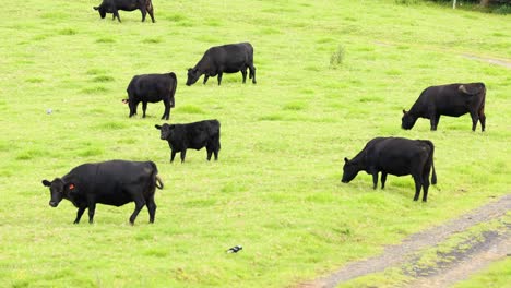 herd of black cows walking and grazing on grass.