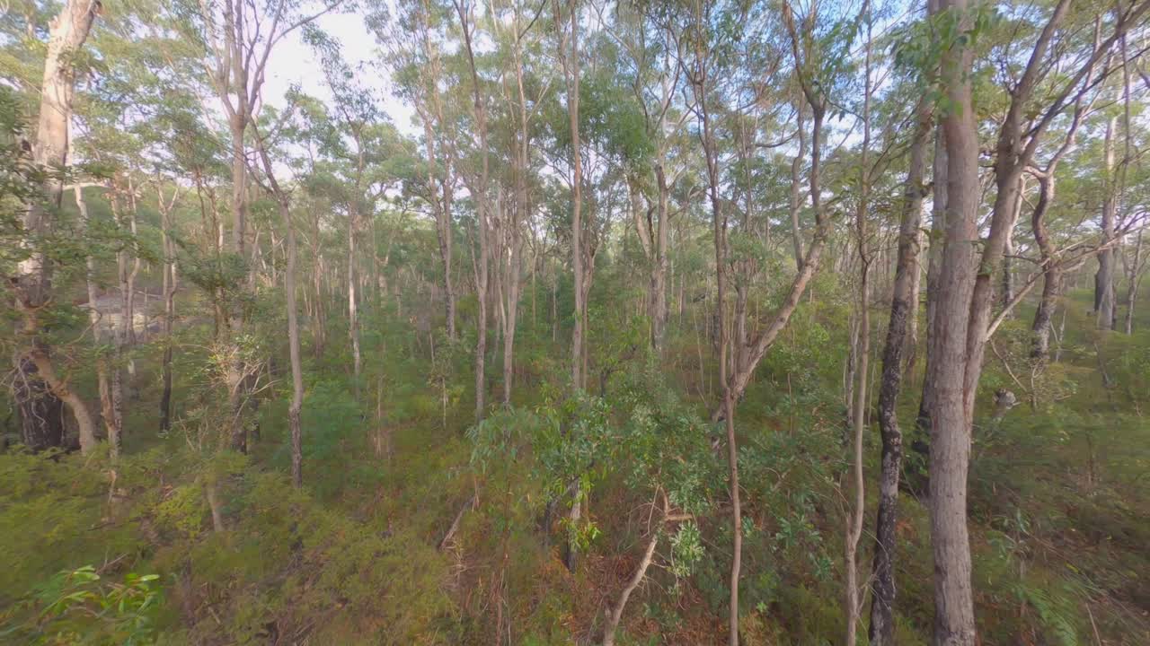 Misty Forest - Early Morning Fly Through
