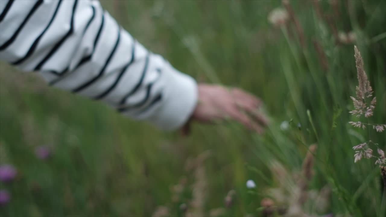 SLOW-MO: Nature's Texture: Close-Up of Man's Hands Touching Spikelets in Slow Motion. Gladiator Vibes: Freedom