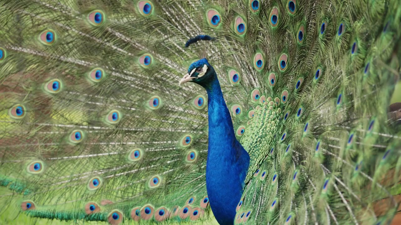 Imagens em close-up de um pavão exibindo suas icônicas penas da cauda com padrões de olhos.