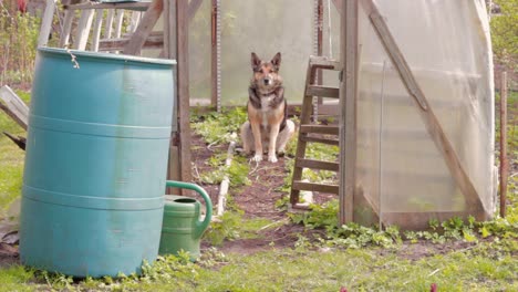 Abandonar-Un-Perro-Doméstico-A-Largo-Plazo-En-Un-Invernadero