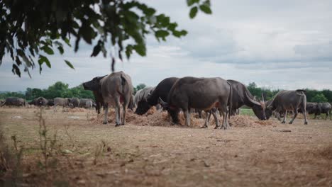 water buffaloes grazing