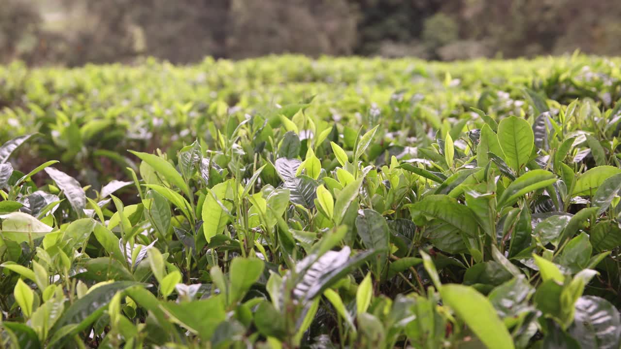 Lush green tea plants in the expansive fields of Kiambethu Tea Farm, Kenya, on a sunny day