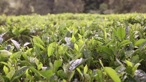 lush green tea plants in the expansive fields of kiambethu tea farm, kenya, on a sunny day