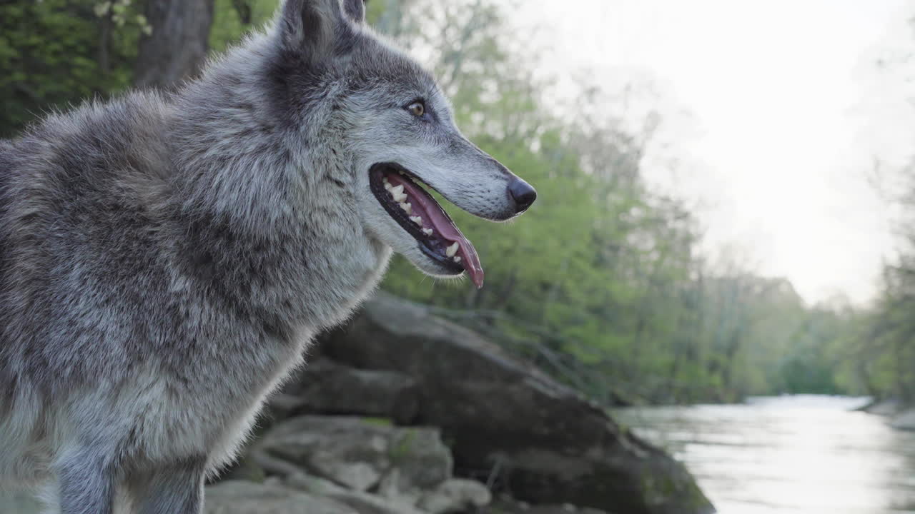 majestic gray wolf standing next to a river looking on