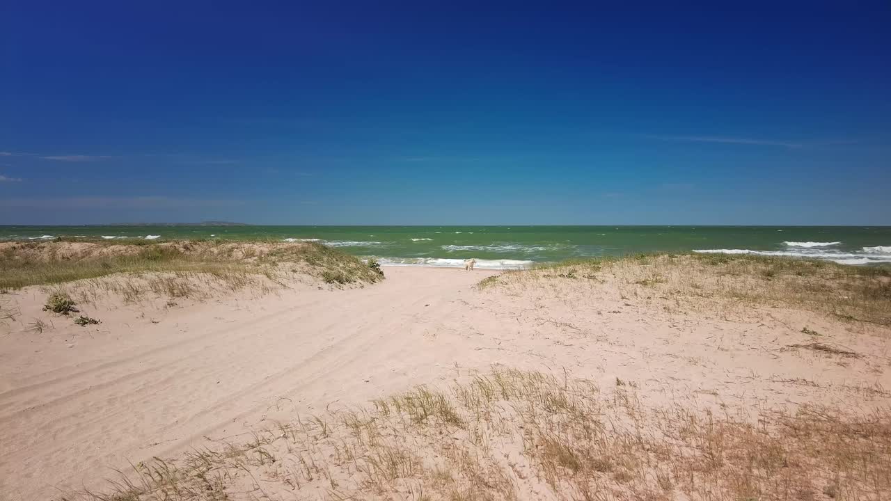 los perros corren y juegan en la playa limpia del mar de azov en un clima soleado