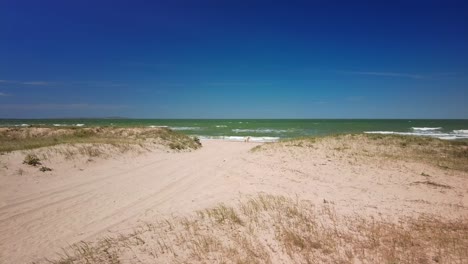 Dogs-run-and-play-on-the-clean-beach-of-the-Sea-of-Azov-in-sunny-weather