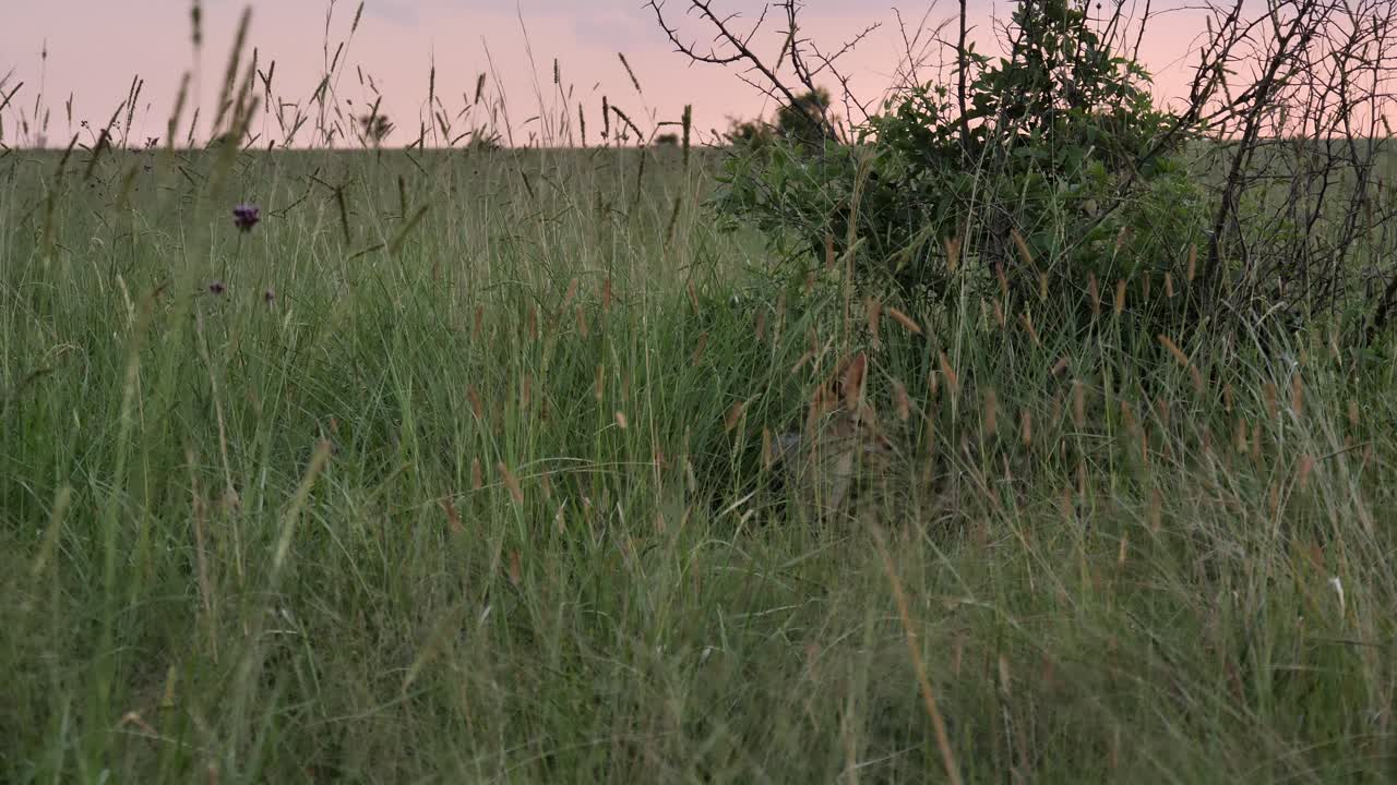 chacal oculto emergiendo de la hierba alta en el crepúsculo de la sabana sudafricana