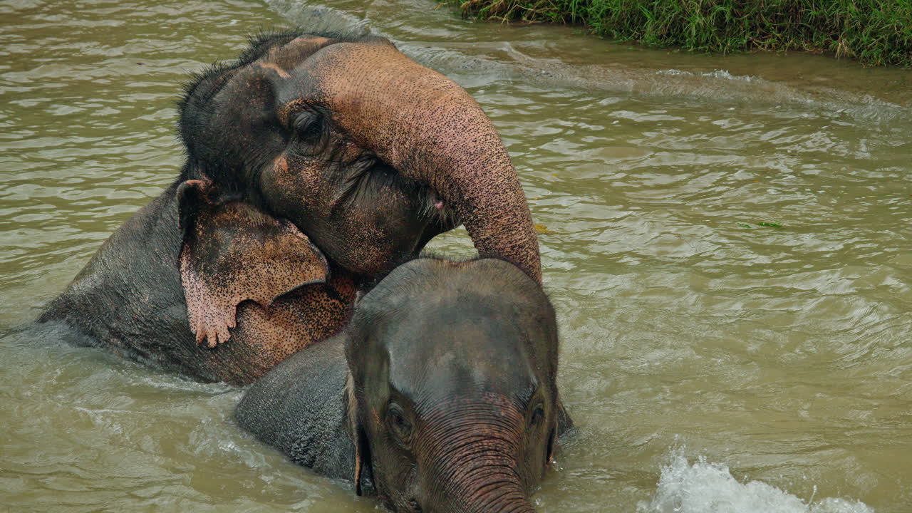 Des éléphants nageant dans l'eau