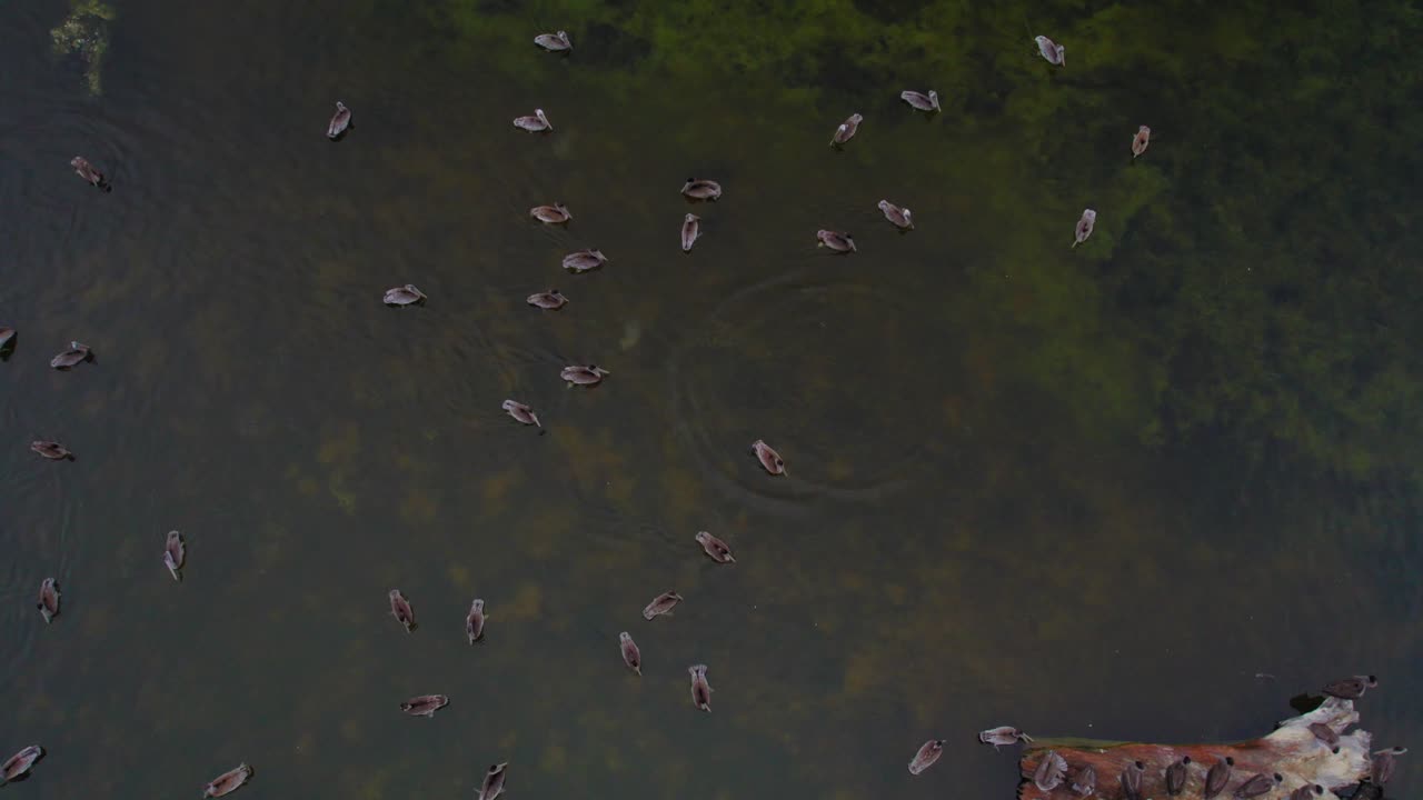 vista superior de un dron de patos nadando en el pantano en la playa estatal de san gregorio en california, estados unidos