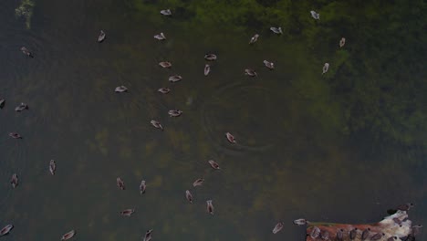 Vista-Superior-De-Un-Dron-De-Patos-Nadando-En-El-Pantano-En-La-Playa-Estatal-De-San-Gregorio-En-California,-Estados-Unidos