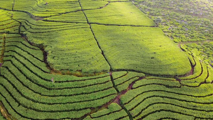 Beautiful terraced green tea plantation on the hill