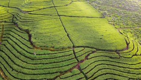 hermosa plantación de té verde en terrazas en la colina