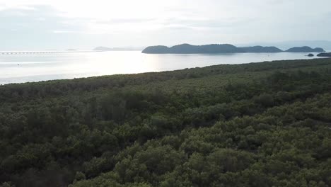 Aerial-view-the-mangrove-trees-forest-in-evening-at-Penang,-Malaysia.