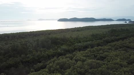 vista aérea del bosque de manglares por la noche en penang, malasia.