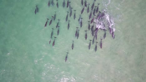 vista de arriba hacia abajo de un enorme grupo de delfines nadando en las aguas poco profundas del océano pacífico cerca de la costa de australia