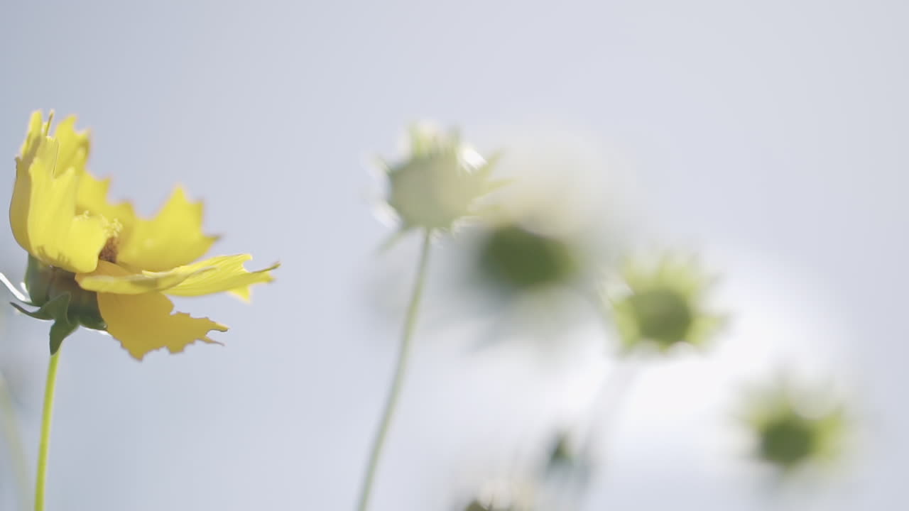 아름다운 코레오프시스 그란디플로라 (coreopsis grandiflora) 가 은 날 바람에 흔들리고 있다.