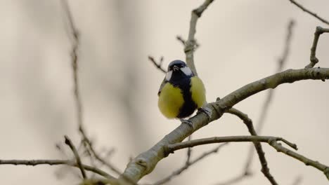 great tit bird perched on a branch in veluwe national park, netherlands