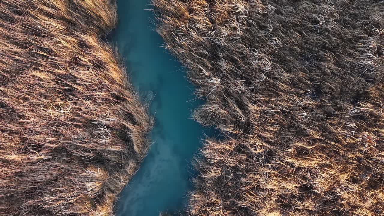 Aerial top-down view of salmon swimming in a narrow Michigan stream surrounded by golden brown vegetation