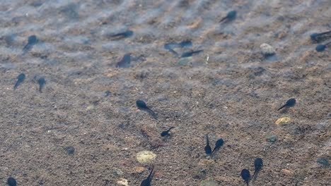 tadpoles and the bottom of a river