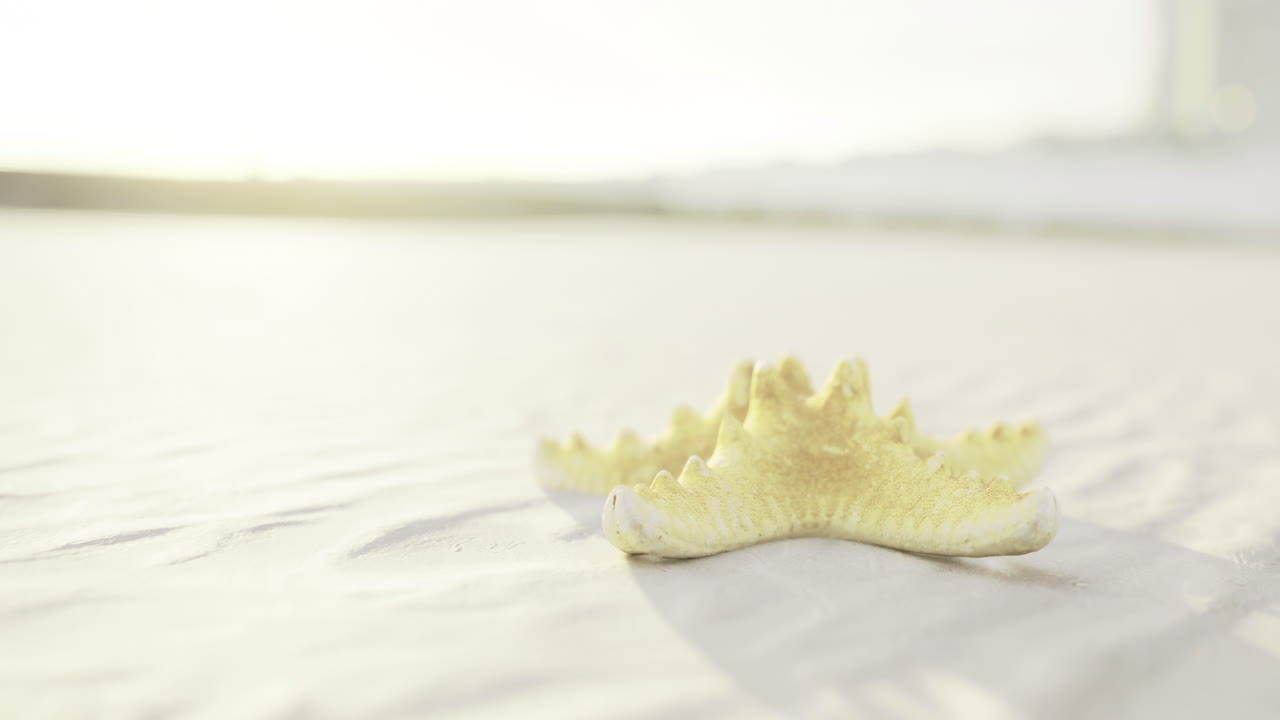 Starfish resting on sandy beach during golden hour near the ocean
