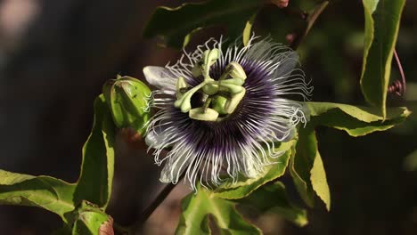 exotic purple passion fruit flower swaying in the wind, sunny day