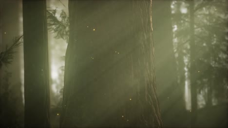 wild pine forest at sunrise