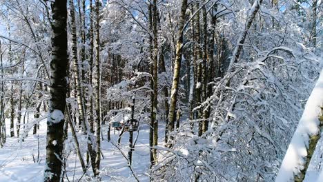 Ramas-Nevadas-En-El-Bosque.-Fondo-De-Hadas-De-Invierno