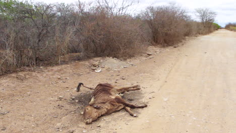 Un-Cadáver-De-Ganado-Cerca-De-Una-Carretera-Polvorienta-En-Brasil