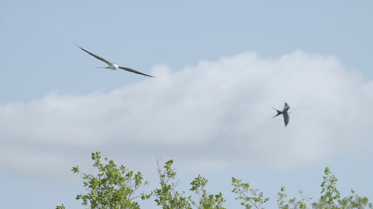 Swallow-tailed Kite in Flight