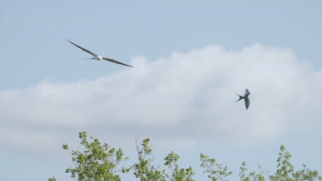 swallow-tailed kite in flight