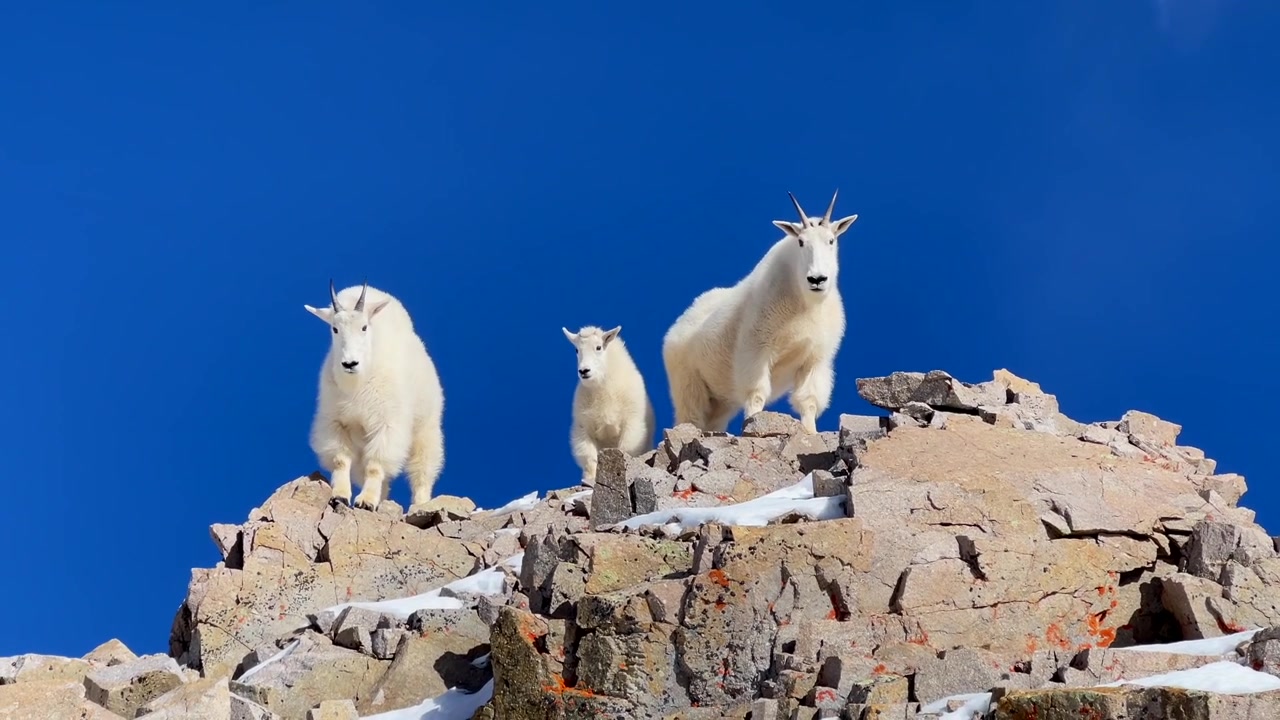 Fjellgeitfamilie med geitekje i Rocky Mountains, Colorado. Klar, kjølig, frisk blå himmel og ren luft. Snødekte topper, fjelltopper, høyalpint dyreliv og natur. Mount Evans, Bierstadt, Quandary, Elbert, Longs Peak.
