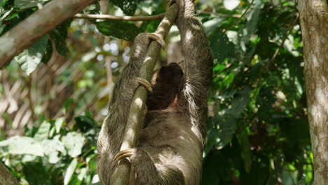 Sloth-in-its-natural-habitat,-suspended-on-a-branch,-surrounded-by-greenery.
