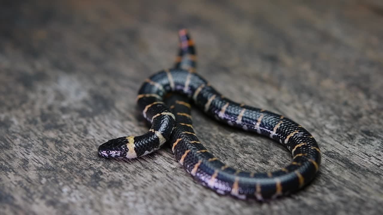 cylindrophis ruffus, serpiente pipa de cola roja, sobre un piso de madera, cuerpo enrollado y respiración regular mientras descansa por un momento