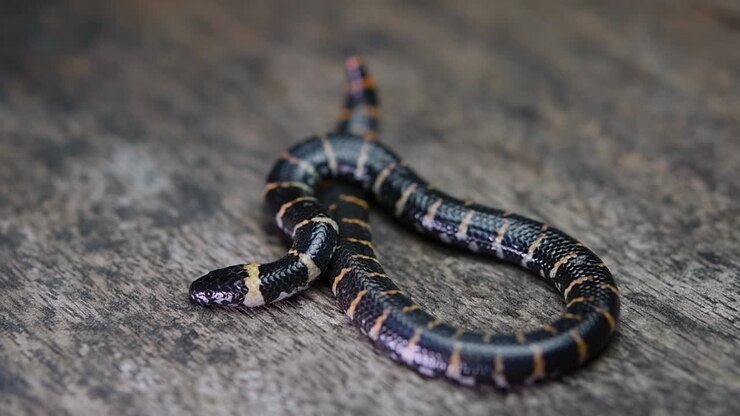 Cylindrophis ruffus, Rødhale-rørslange, på et trægulv, med kroppen slynget og trækker vejret regelmæssigt, mens den hviler sig et øjeblik.