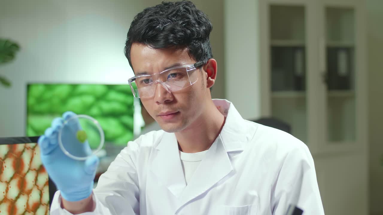 Botanist Man Looking At Petri Dish With Leaf Sample Checking Gmo Test For Chemistry Experiment. Biologist Analyzing Plant In Biological Laboratory