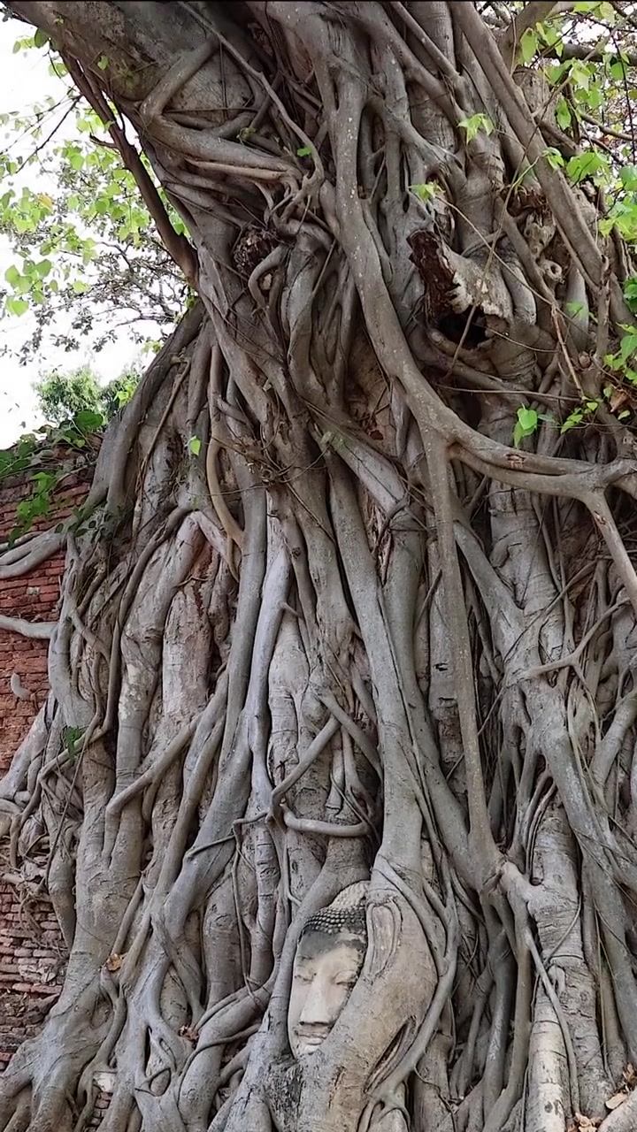 Time-lapse di un albero che cresce sopra le rovine