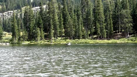 moose swimming in lake in colorado