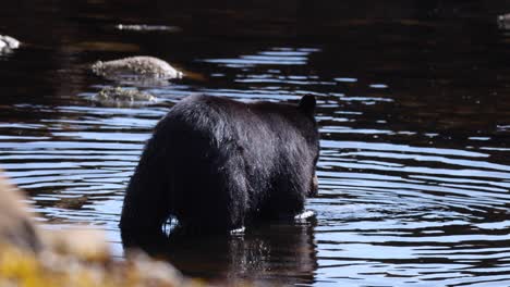 El-Oso-Negro-Encuentra-Un-Salmón-En-El-Agua-Y-Lo-Lleva-A-Las-Rocas-Cubiertas-De-Algas