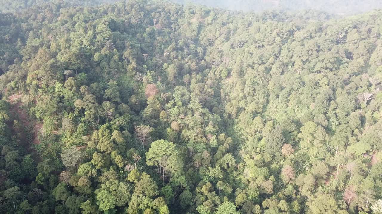 Dense Tropical Rainforest Mountain Landscape