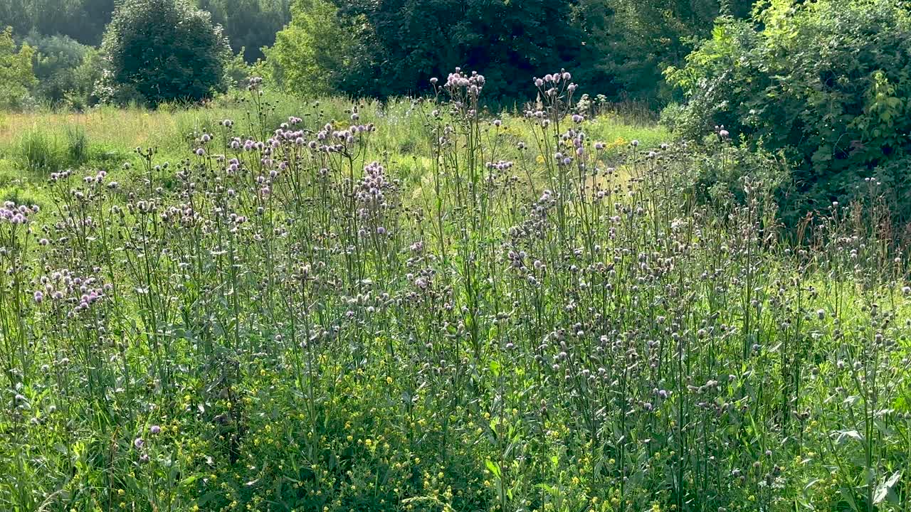 It's just summer: colorful plants, lots of sun, heat, and lots of insects (4K60)