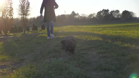 Entzückender-Welpenhund,-Der-Mit-Stilvoller-Frau-Auf-Rasenfeld-Im-Park-In-Superzeitlupe-Während-Des-Sommers-Und-Sonnenuntergangs-In-Stuttgart,-Deutschland,-In-Richtung-Kamera-Geht