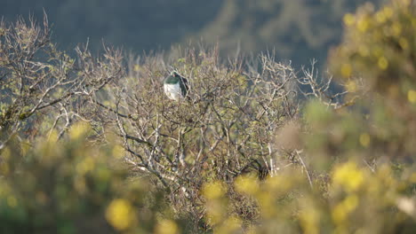 New-Zealand-Pigeon-Resting-On-Leafless-Bush-Plant-In-Distance