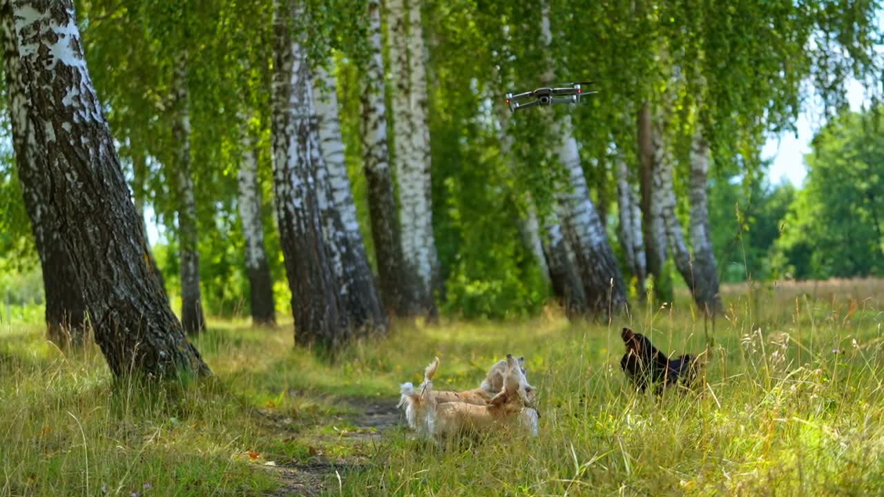 Собаки играют с квадрокоптером. Собаки прыгают и играют с квадрокоптером.