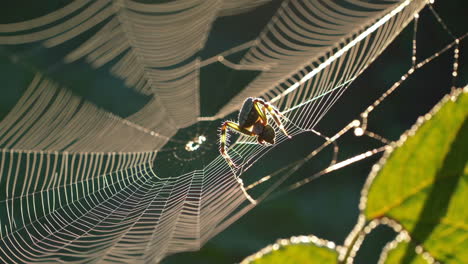 spider on a web in morning sunlight