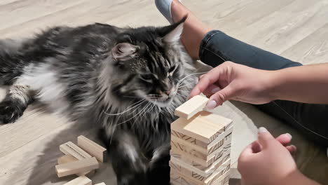 maine coon cat playfully knocks over blocks as a person stacks them